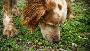 Hund schnuppert am Boden