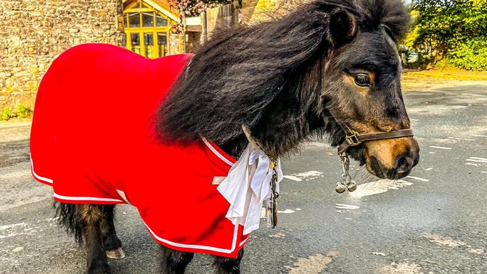 Pony Patrick ist Bürgermeister.