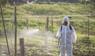 Eine Frau sprüht Pestizide auf Felder. 