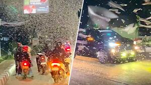 Kein Schneetreiben: Riesiger Termitenschwarm erobert nächtliche Straße