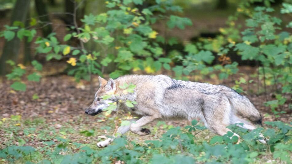 Geht es dem Wolf an den Kragen? Kommission will Schutzstatus senken