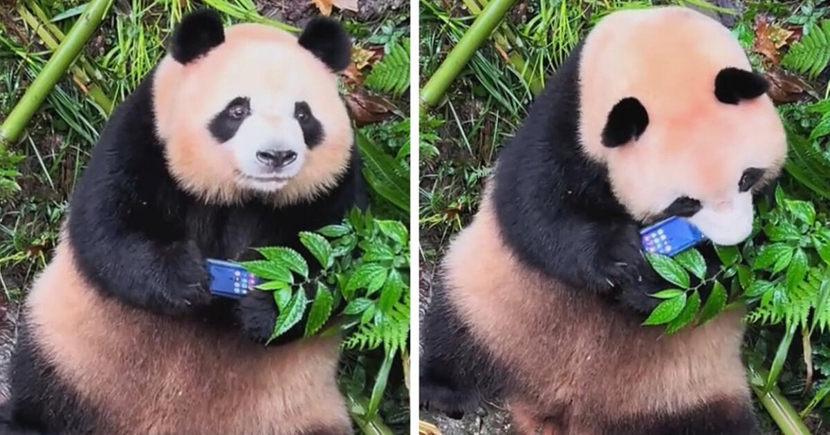 So reagierte ein Panda auf ein heruntergefallenes Smartphone 1&1