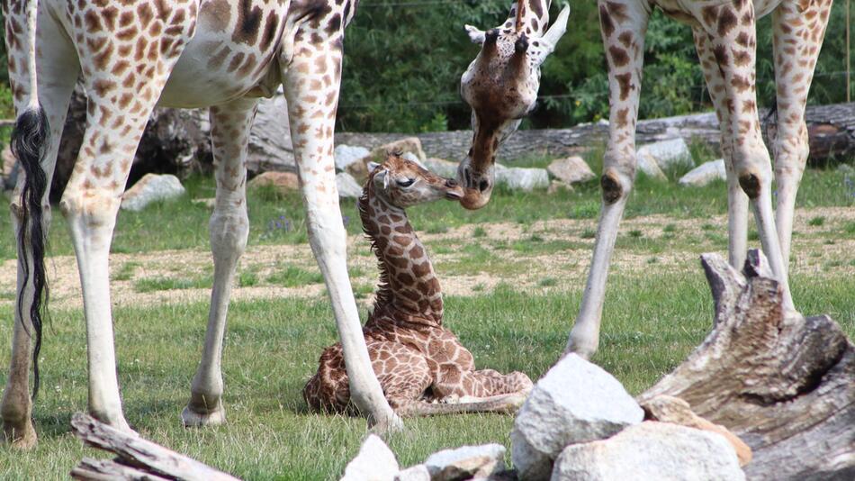 Giraffen-Baby in Berliner Tierpark geboren