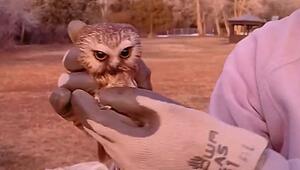 Zurück in die Freiheit: Verletzte Eule fliegt wieder nach monatelanger Pflege