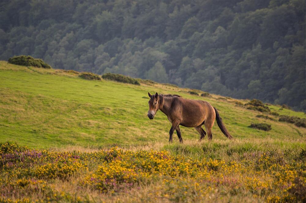 Das Exmoor Pony gehört zu den bedrohten Rassen.