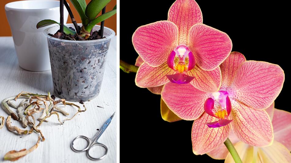 Vorsicht! Luftwurzeln von Orchideen nicht einfach abschneiden!