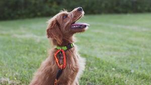 Studie zeigt, dass trainierte Hunde länger leben.
