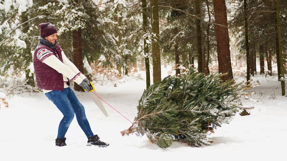 Mann zieht Tannenbaum durch den Wald