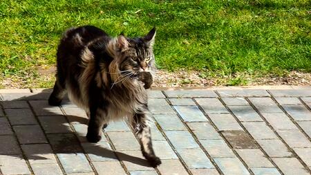 Tote Mäuse sind kein Geschenk – sondern eine Lektion der Katze