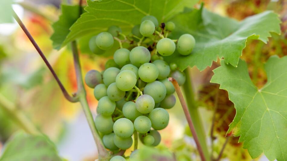 Weintrauben an der Weinrebe