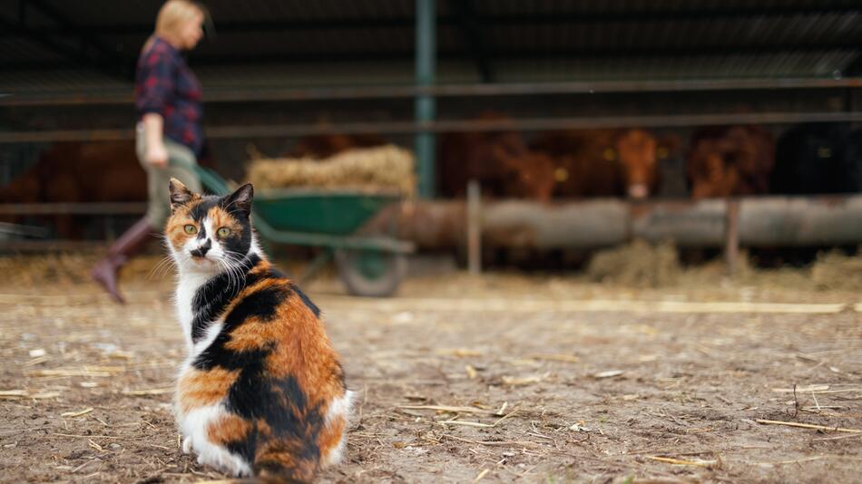 Katze auf Bauernhof