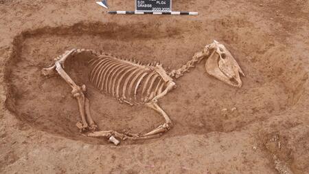 Eine Sache überrascht: Ausgrabungen zeigen, wie Römer ihre Pferde behandelten