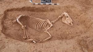 Pferdeskelett in Bad Cannstatt