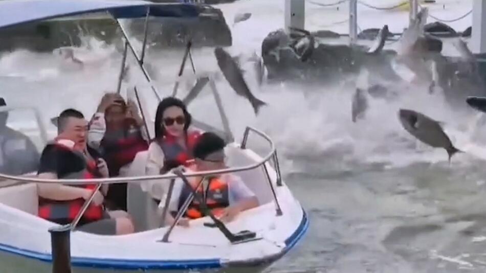 Dutzende Silberkarpfen springen aus dem Wasser, Besucherboot