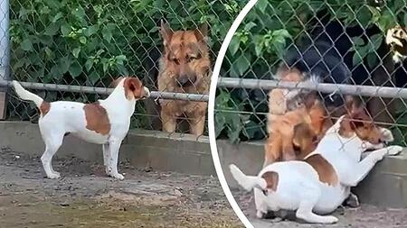Schlauer Schäferhund hilft Artgenossen durch Zaun