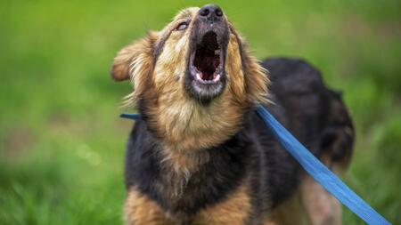 Darum bellen Hunde bestimmte Menschen an und andere nicht