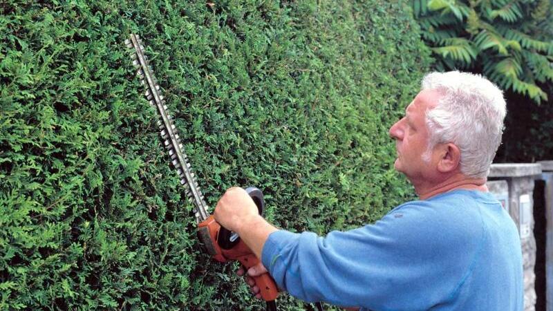 Hecke als Grundstücksgrenze