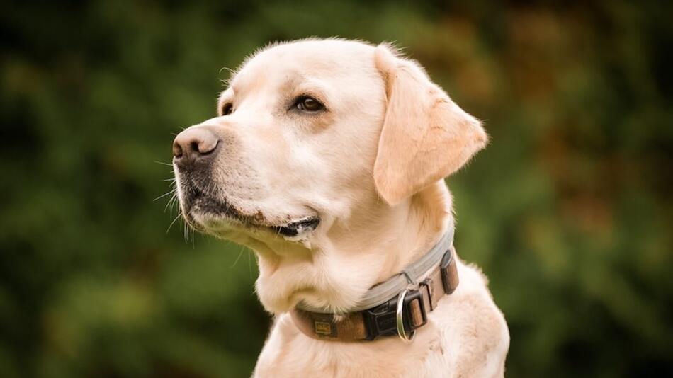 Labrador Benny findet endlich ein neues Zuhause.