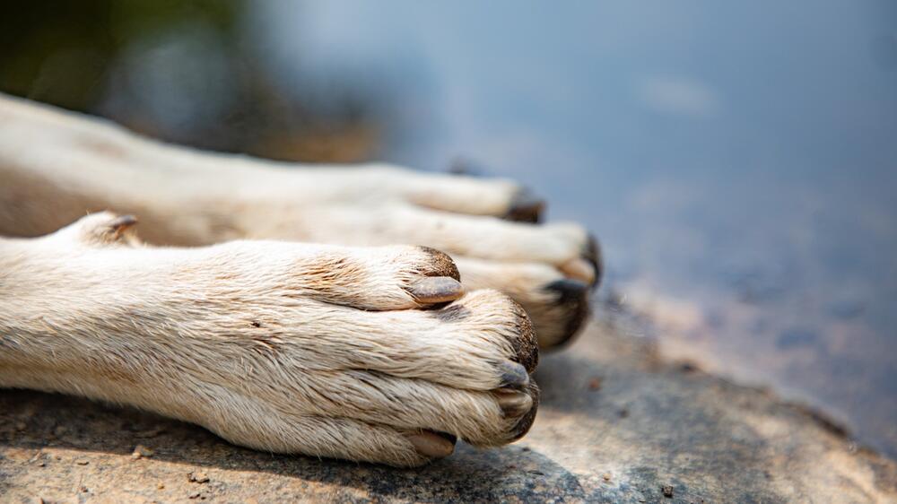 Die Wolfskralle muss gut gepflegt werden.