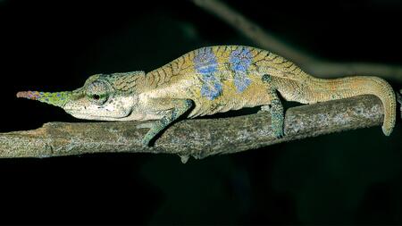 Dieses Chamäleon heißt jetzt endlich so, wie es aussieht
