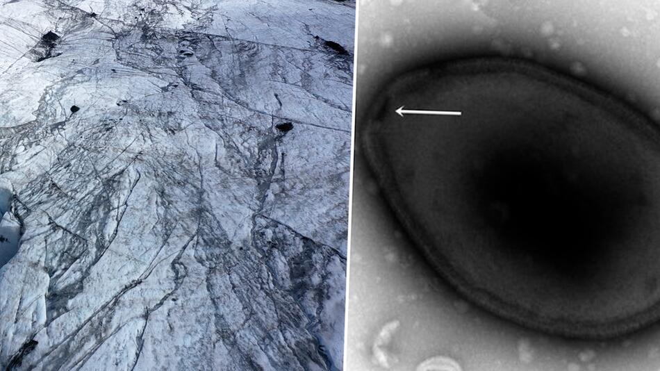 Permafrostboden: Forscher erwecken knapp 50.000 Jahre altes Zombie-Virus aus dem Kryoschlaf