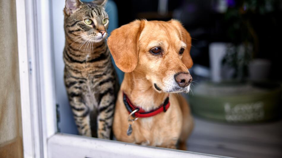 Hund und Katze