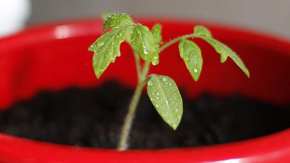 tomaten vorziehen