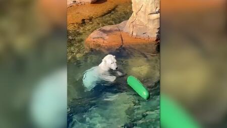 Eisbär Koda spielt begeistert mit einer schwimmenden Gurke