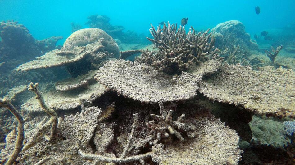 Korallenbleiche, Great Barrier Reef