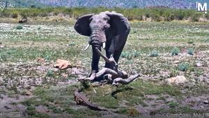 Verkehrte Welt: Riesiger Elefant nimmt vor Krokodil Reißaus