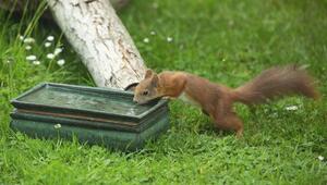 Ein Eichhörnchen trinkt aus einem grünen Behältnis.