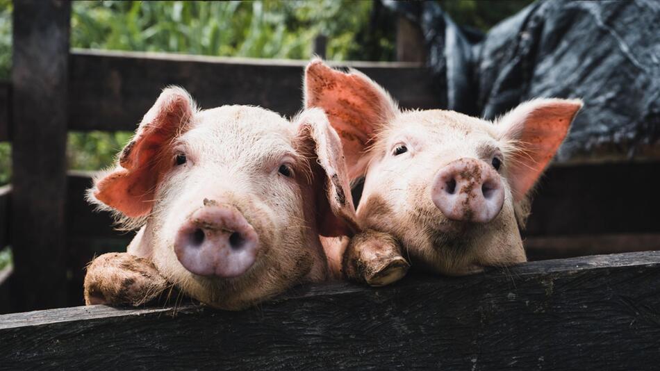 Rund 700 Schweine verhungerten auf Bauernhof.