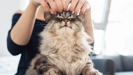 Das Schnurren ist bei jeder Katze unverwechselbar