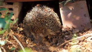 Ein Igel.