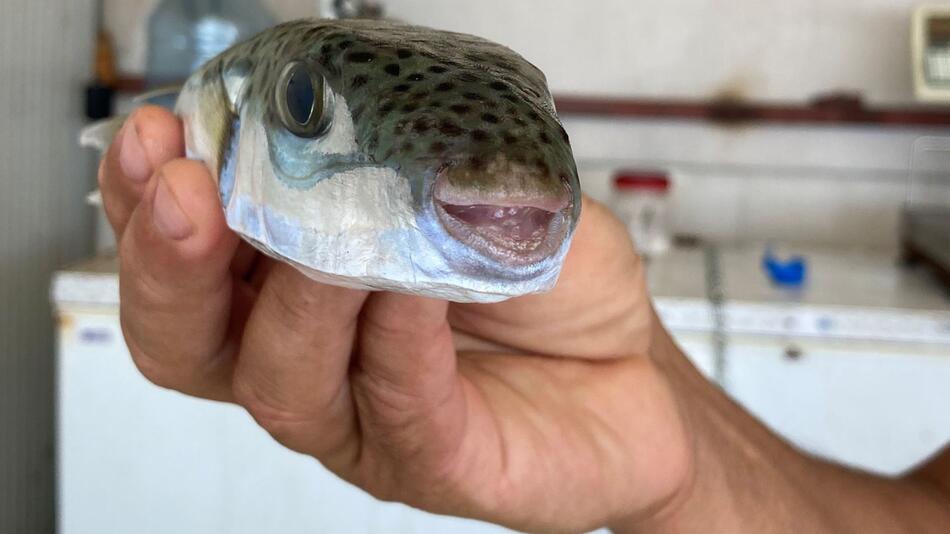 Kugelfisch breitet sich an türkischer Mittelmeerküste aus