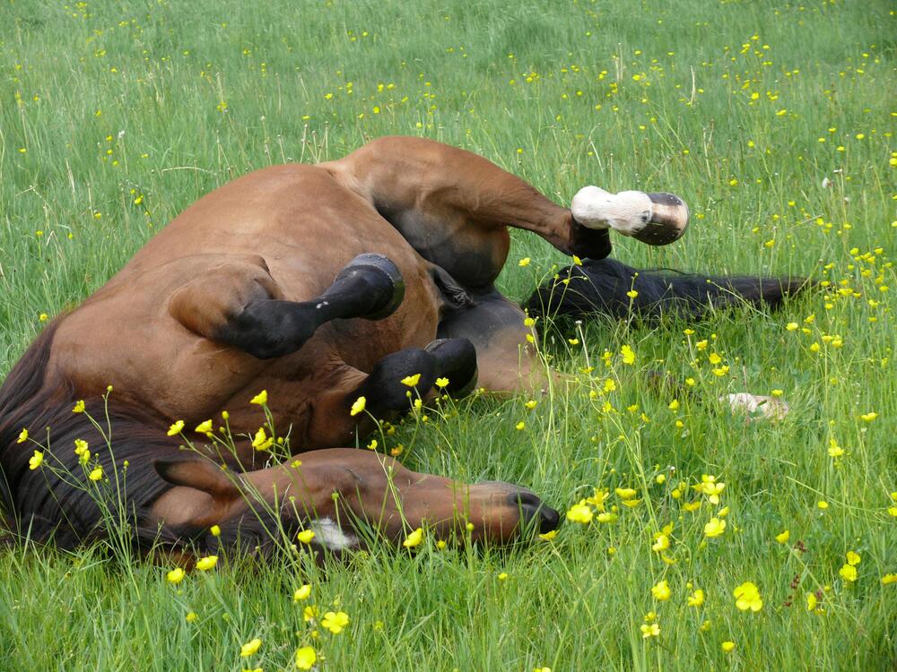 Bei Kolik-Verdacht sofort zum Tierarzt.