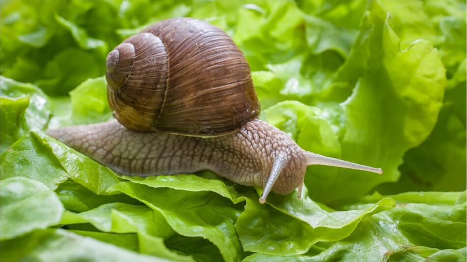 Es drohen hohe Strafen: Das sollten Sie beim Entfernen von Schnecken im Garten beachten