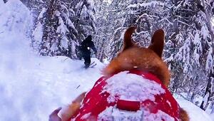 Hund wird zum Kameramann – Vierbeiner und Skifahrer flitzen durch den Wald