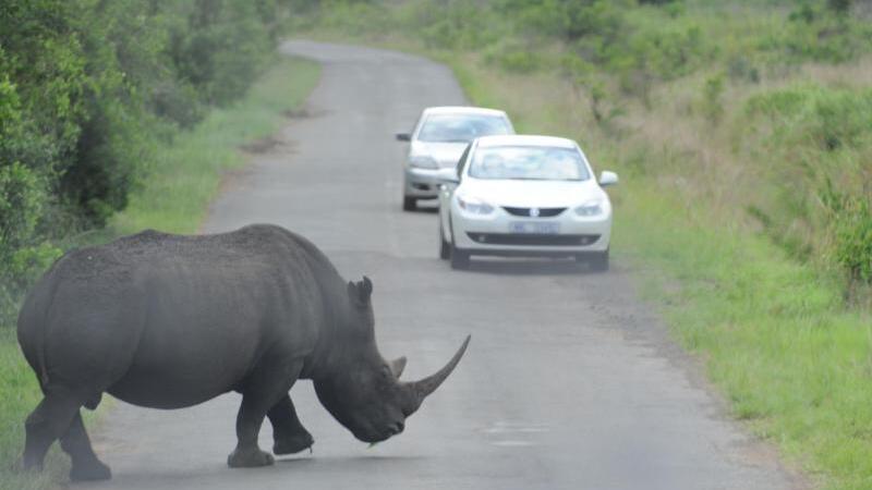 Safari in Südafrika