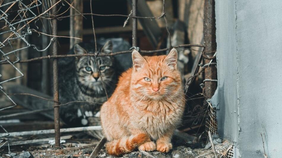 Streunerkatze gefunden