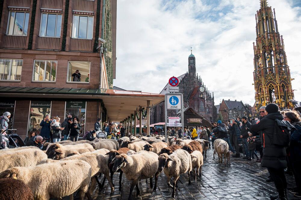 600 Schafe ziehen durch die Nürnberger Innenstadt