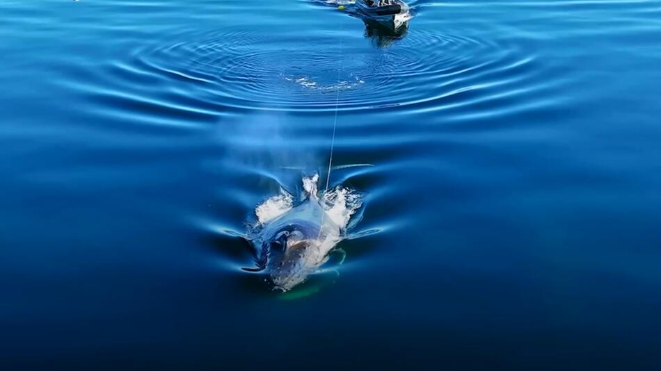 Buckelwal mit Fischerleine im Maul