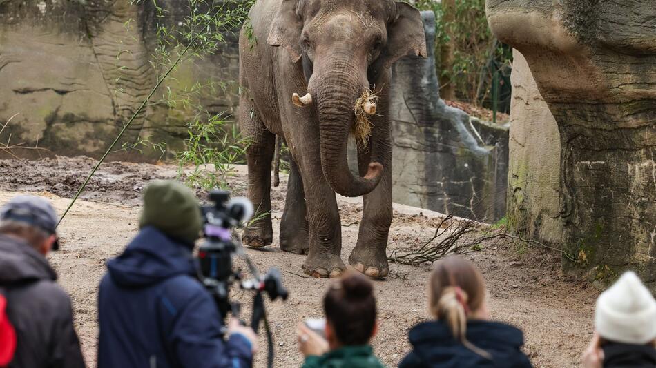 Vorstellung neuer Elefantenbulle "Maurice" im Tierpark Hagenbeck