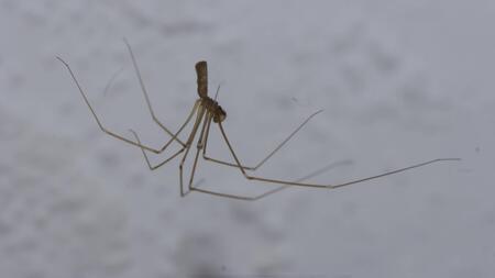 Nein, das ist kein Weberknecht!