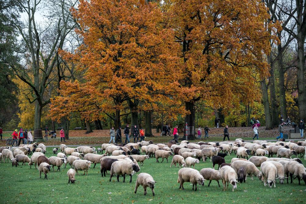 600 Schafe ziehen durch die Nürnberger Innenstadt