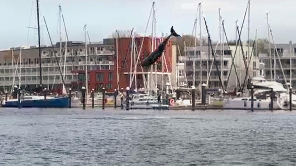 Ein Delfin hat am Wochenende in der Lübecker Bucht für viel Aufsehen gesorgt.