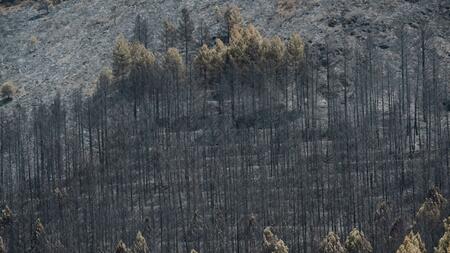 Waldbrand bei Madrid wird immer größer