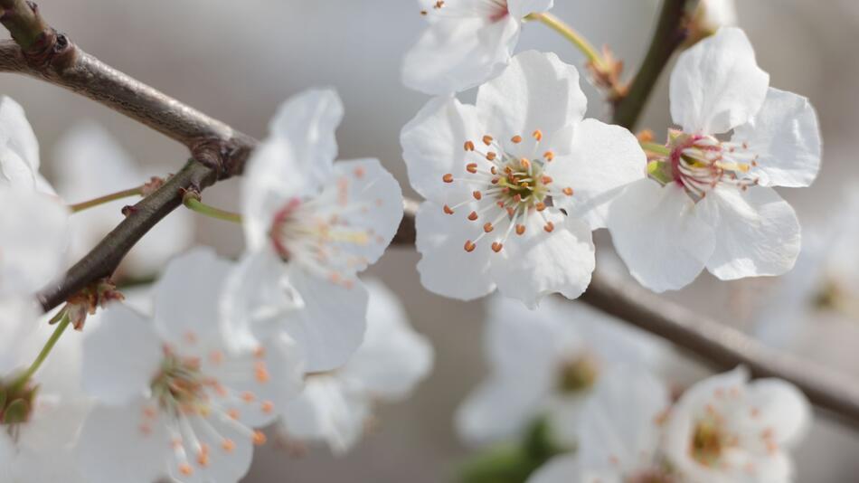 Obstblüten