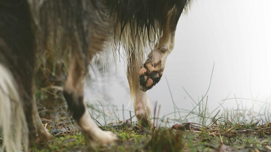 Welche Gründe kann Humpeln beim Hund haben?