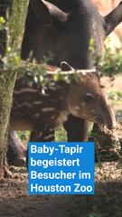 Baby-Tapir beeindruckt Besucher im Houston Zoo